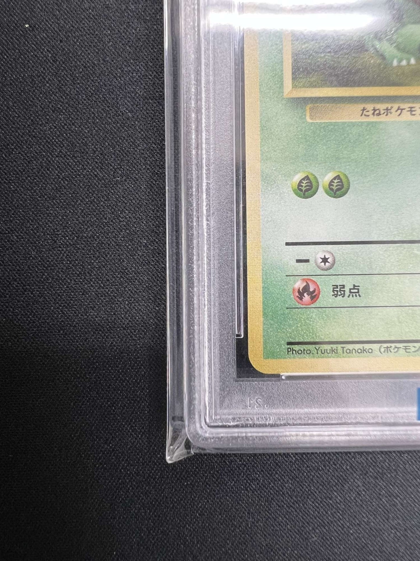 【PSA8.5】フシギダネ:コロコロスナップ(PROMO){草}〈-〉[PMCG-P]#516