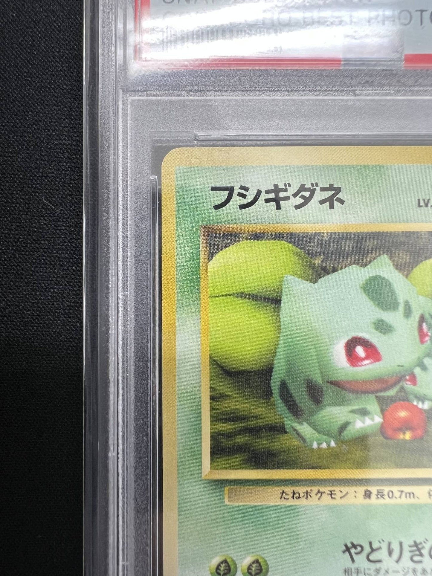 【PSA8.5】フシギダネ:コロコロスナップ(PROMO){草}〈-〉[PMCG-P]#516