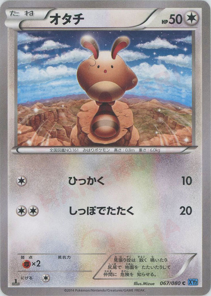 オタチ(C){無}〈067/080〉[XY2] – 晴れる屋2